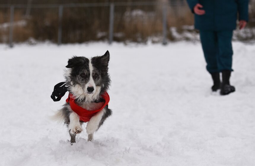 Вместе с кинологами на дежурство заступают семь подготовленных собак, еще пять спасатели готовят им на замену.