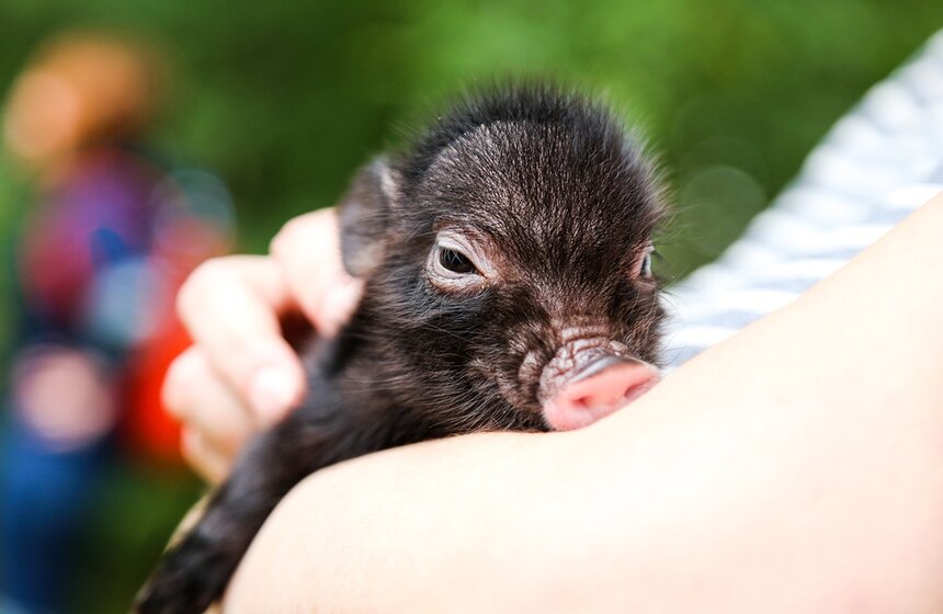 В Измайловском парке прошел фестиваль мини-пигов. Все желающие могли потискать и погладить животных.<br /><br />https://www.m24.ru/galleries/sorevnovaniya/08012017/6640
