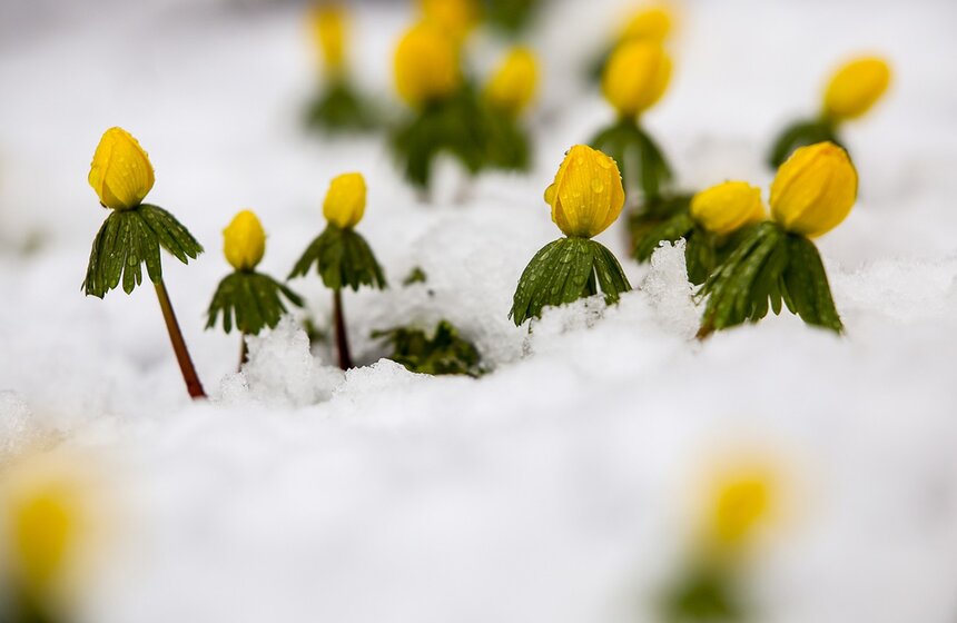 Не успели в ботаническом саду МГУ "Аптекарский огород" распуститься первоцветы, как весна преподнесла "подарок" в виде снега.<br /><br />https://www.m24.ru/galleries/sorevnovaniya/08012017/6212?utm_source=CopyBuf