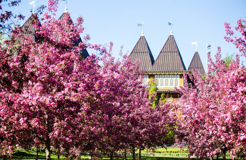 В "Коломенском" началось массовое цветение яблонь. На время деревья превратились в главную достопримечательность царской усадьбы.<br /><br />https://www.m24.ru/galleries/aviaciya/07052017/6459