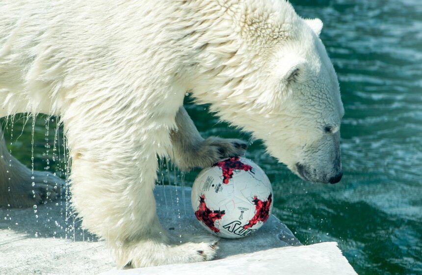 Белая медведица Ника из Московского зоопарка выбрала победителя финала Кубка конфедераций.<br /><br />https://www.m24.ru/galleries/sorevnovaniya/08012017/6575