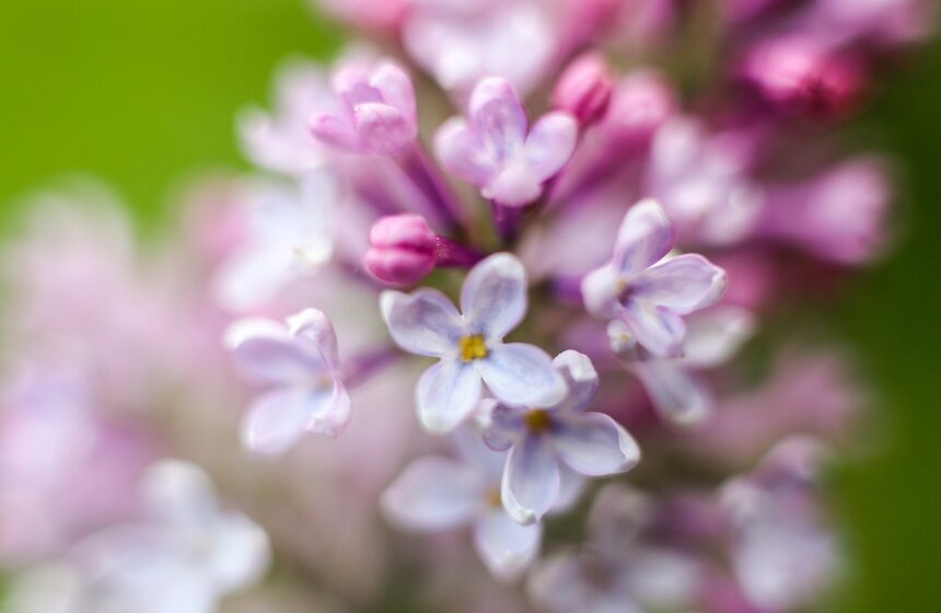 Цветение началось в столичных парках.<br /><br />https://www.m24.ru/galleries/sorevnovaniya/08012017/6513