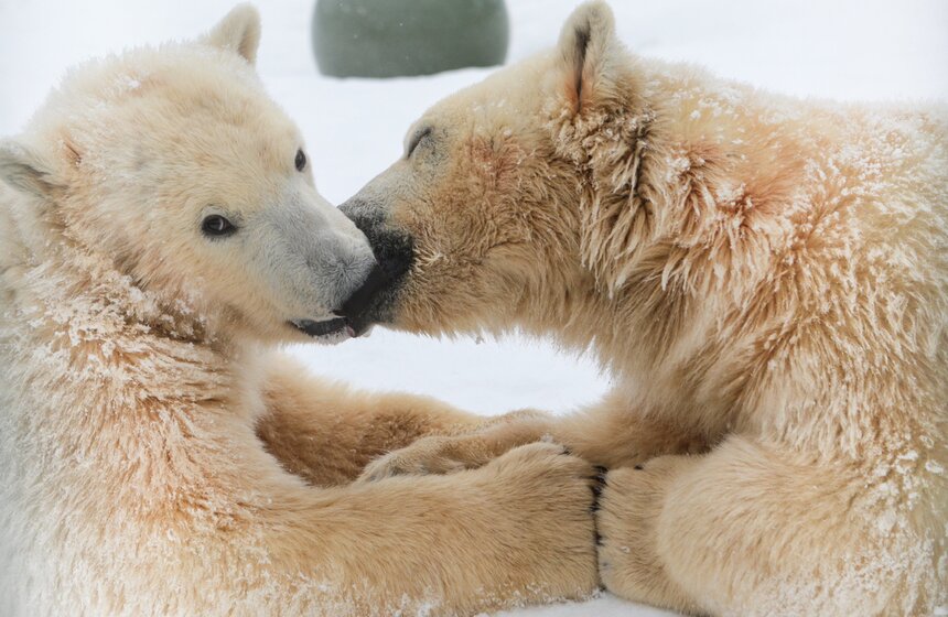 27 февраля отмечается Международный день белого медведя. Животное занесено в Красную книгу России и мира и является самым крупным хищником на планете. Медведи Белый и Серый живут в зоопитомнике Московского зоопарка. Всего в Центре воспроизводства редких видов столичного зоосада живут три белых медведя. В честь праздника в 2017 году белым медведям дали лакомство – замороженные фрукты и сухофрукты, а также игрушки. Фото: АГН Москва/Никеричев Андрей.