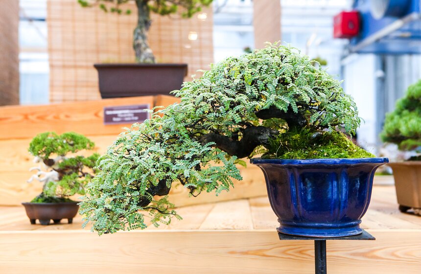 Бонсай – это искусство, философия, способ постижения собственной души и внешнего мира и увлекательное хобби