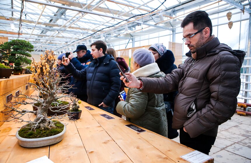 Бонсай – это весьма просто и доступно каждому