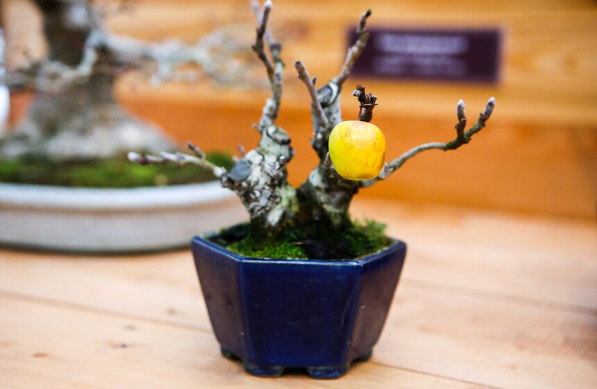 На выставке можно посмотреть не только на цветущую сливу, но и на множество других не менее примечательных растений и деревьв