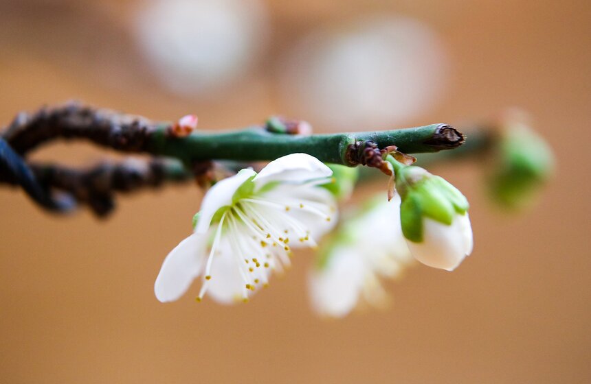 Слива символизирует женское начало, а также стойкость и чистоту души, так как цветет, когда падает снег