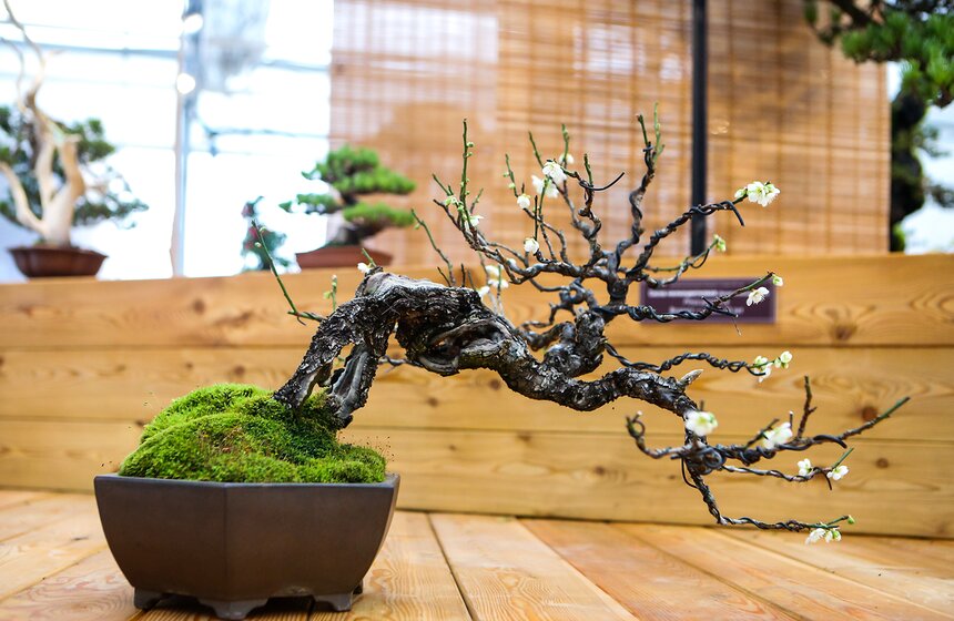 Слива – один из основных символов японской поэзии