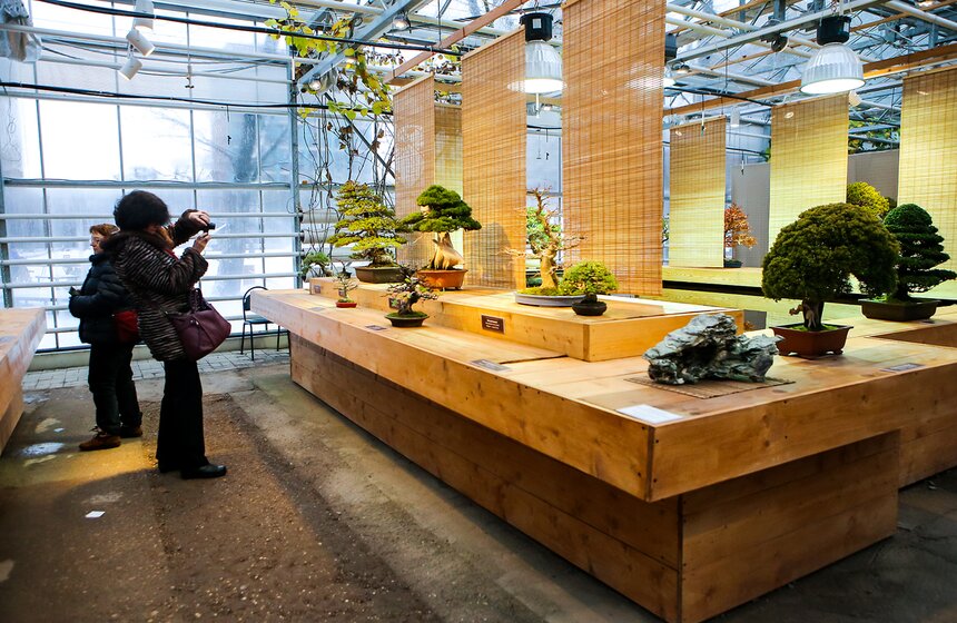 Бонсай довольно просто делать из местных видов деревьев