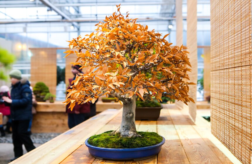 На выставке представлены более 60-ти уникальных коллекционных растений