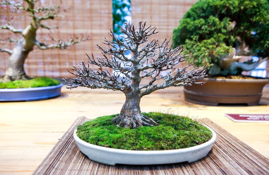 Для участия в мастер-классе необходимо предварительно записаться