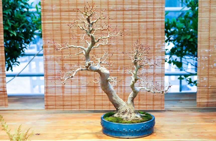 Считается, что в Японию искусство бонсай принесено в шестом веке буддистскими монахами