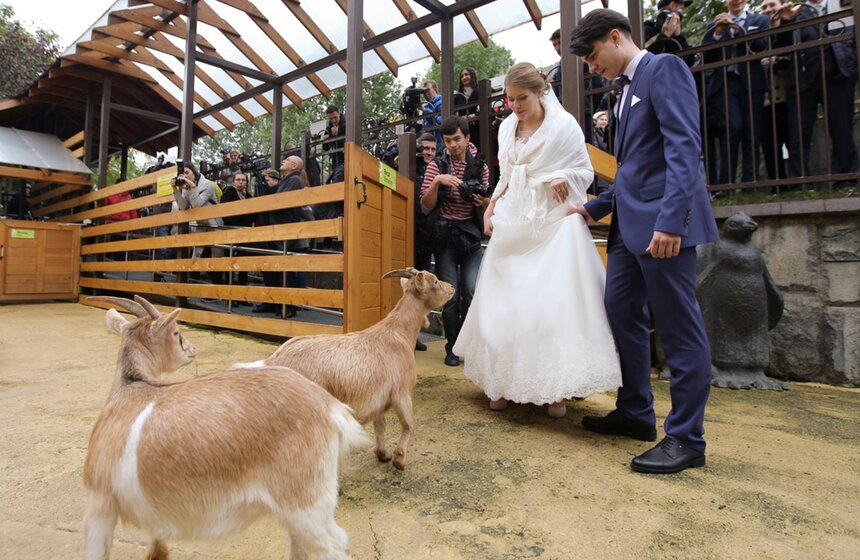 Первую свадьбу сыграли в Московском зоопарке.<br /><br />https://www.m24.ru/galleries/festivali/14082017/6855
