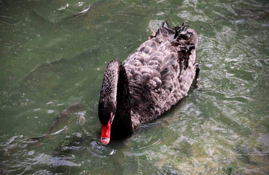 Как изменится Московский зоопарк 12 фото