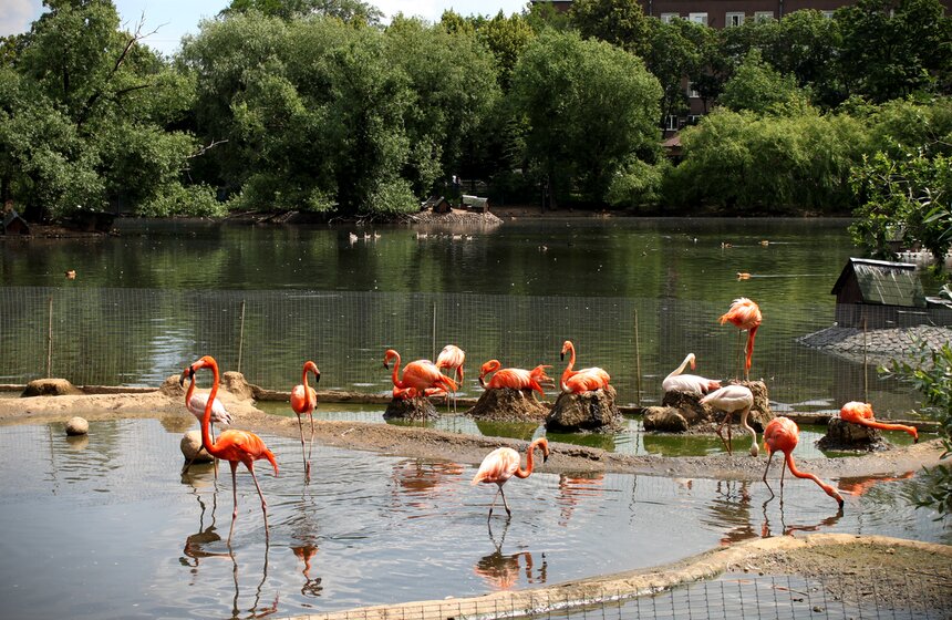 Как изменится Московский зоопарк 13 фото