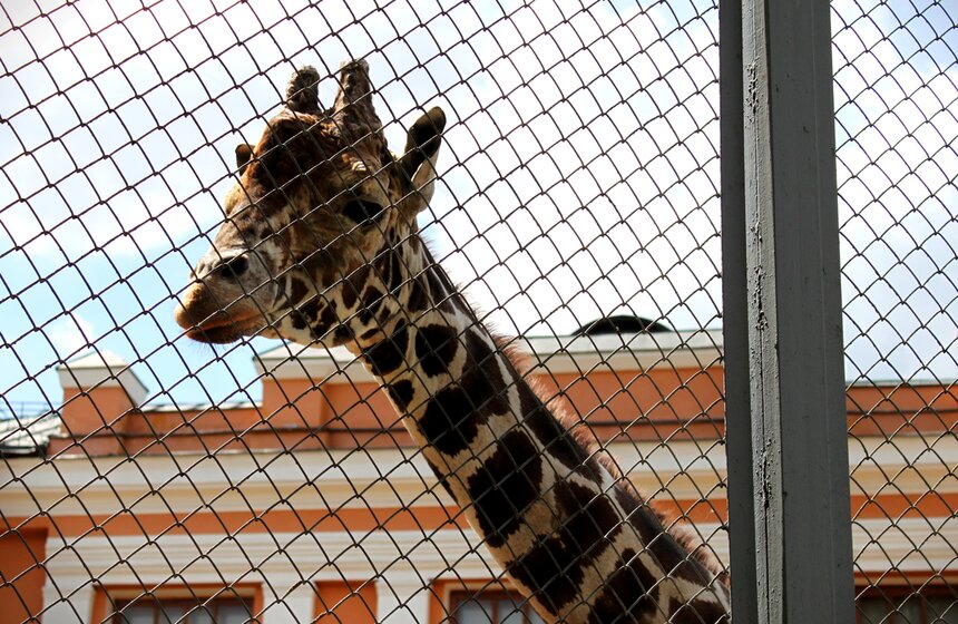 Как изменится Московский зоопарк 32 фото