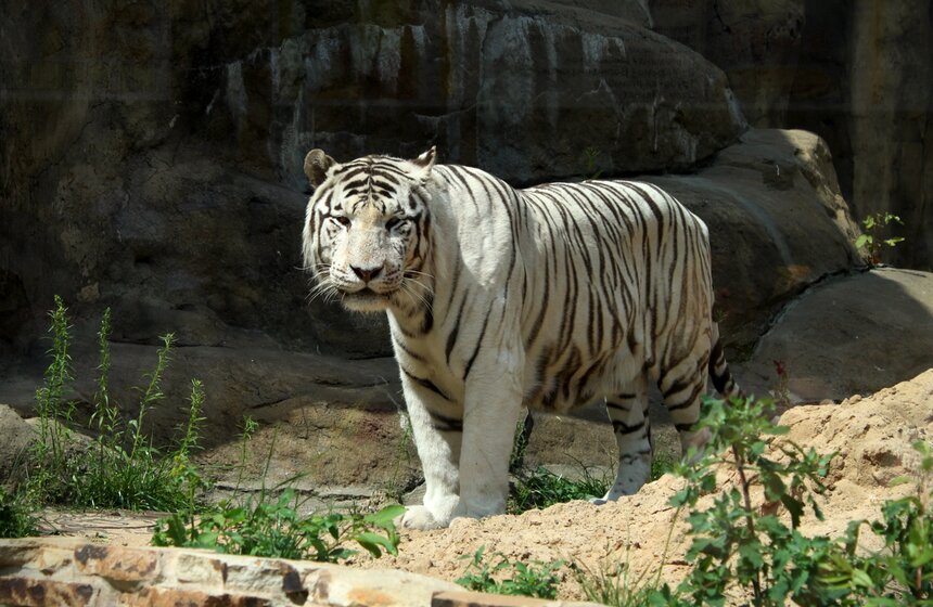 Как изменится Московский зоопарк 18 фото