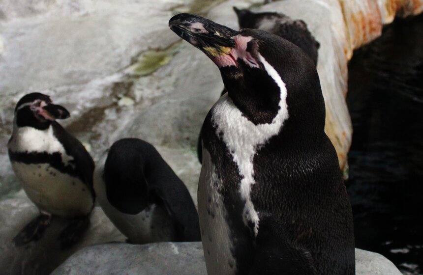 Как изменится Московский зоопарк 24 фото