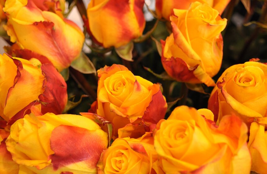 На ВВЦ открылась международная выставка цветов 5 фото