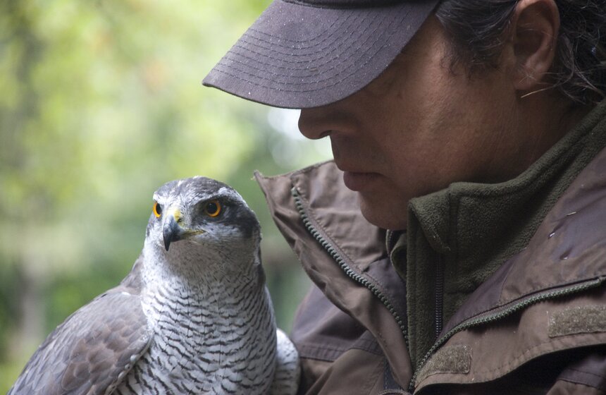 В Мытищинском районе работает уникальный Музей соколиной охоты 18 фото