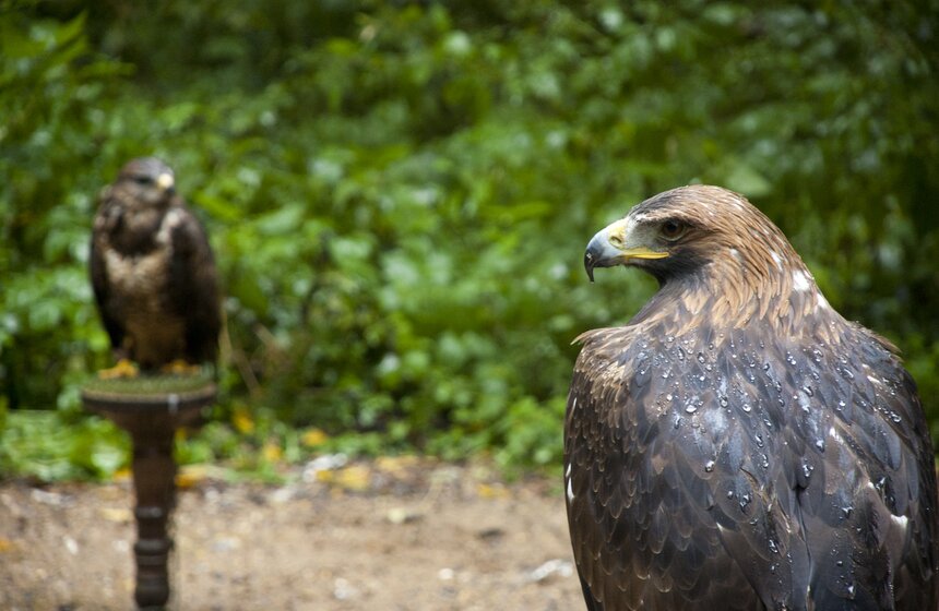 В Мытищинском районе работает уникальный Музей соколиной охоты 17 фото