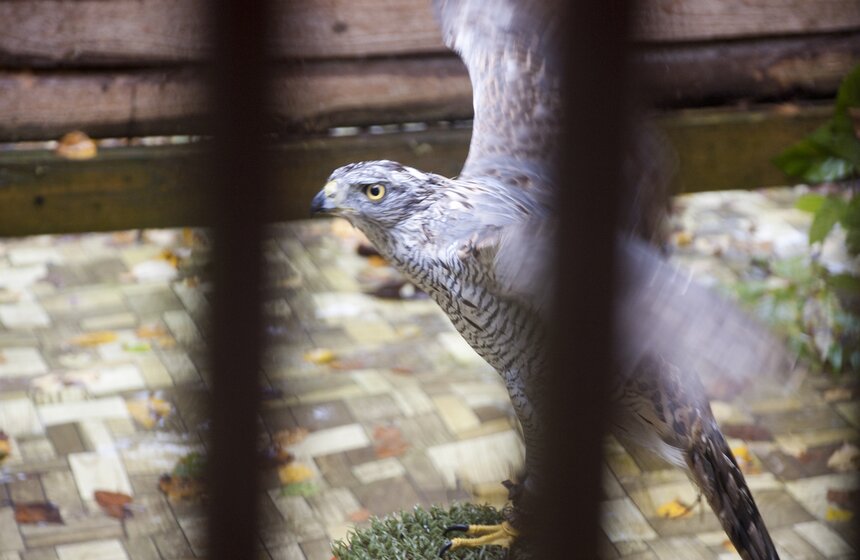 В Мытищинском районе работает уникальный Музей соколиной охоты 23 фото