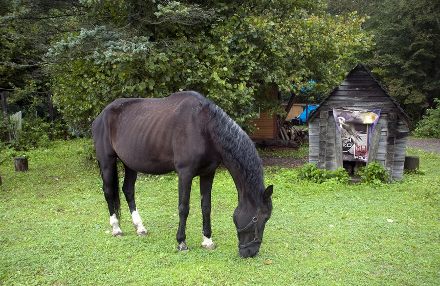 В Мытищинском районе работает уникальный Музей соколиной охоты 13 фото