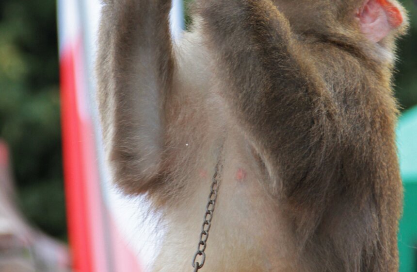 Ко Дню города цирк Никулина устроил уличное представление 3 фото