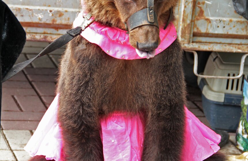 Ко Дню города цирк Никулина устроил уличное представление 1 фото