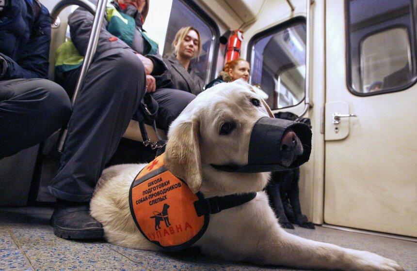 А в столичном метро до конца года обучат пятьдесят лабрадоров и овчарок для сопровождения инвалидов по зрению. Собак научат безопасно передвигаться по метро, проходить через двери, спускаться и подниматься на лифте и эскалаторе. Кроме того, собаки-поводыри смогут выбирать самый широкий из турникетов для удобства пассажиров.