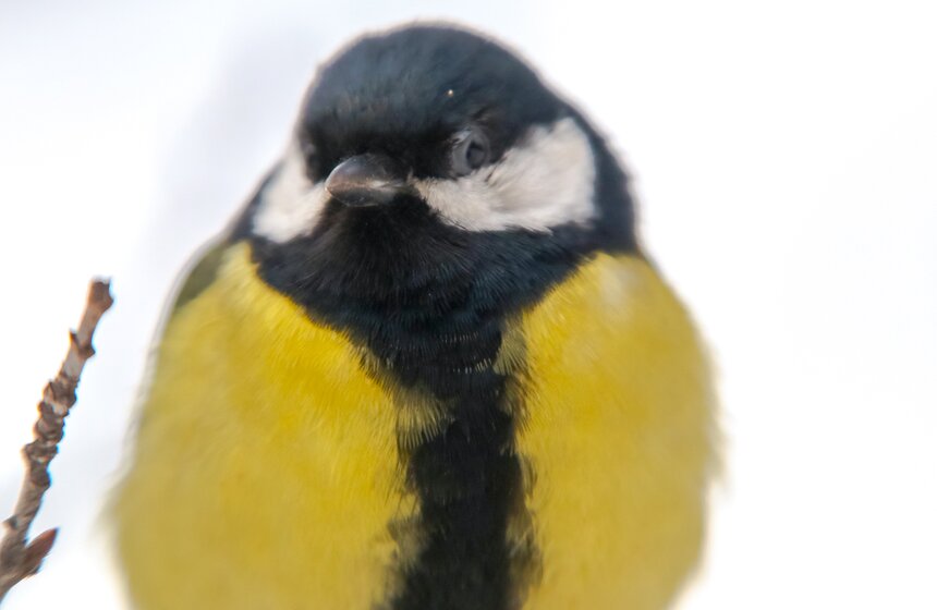 Кто обитает в столичных парках 7 фото