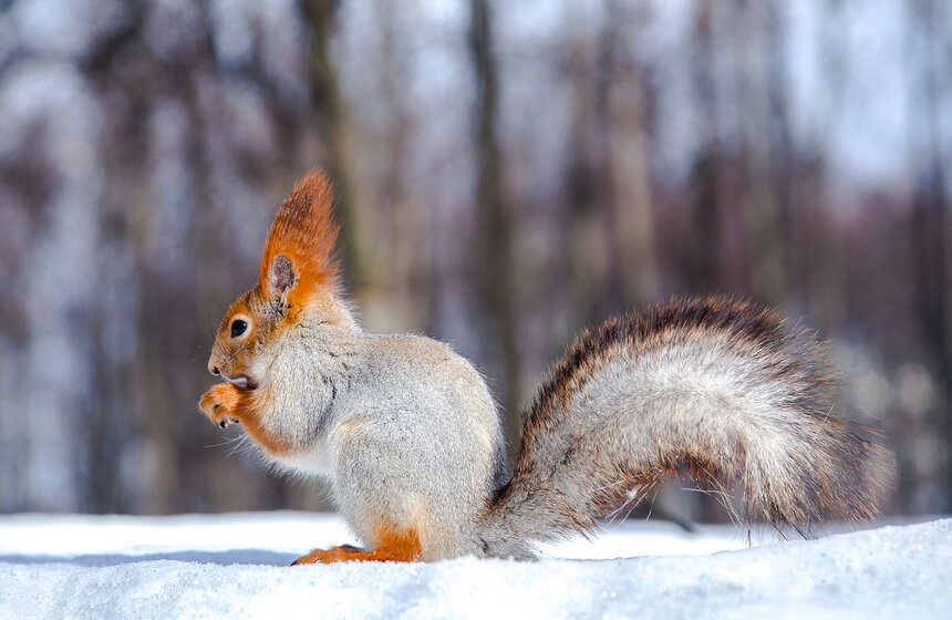 Кто обитает в столичных парках 2 фото