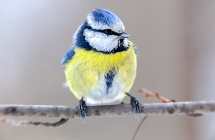 Кто обитает в столичных парках 3 фото