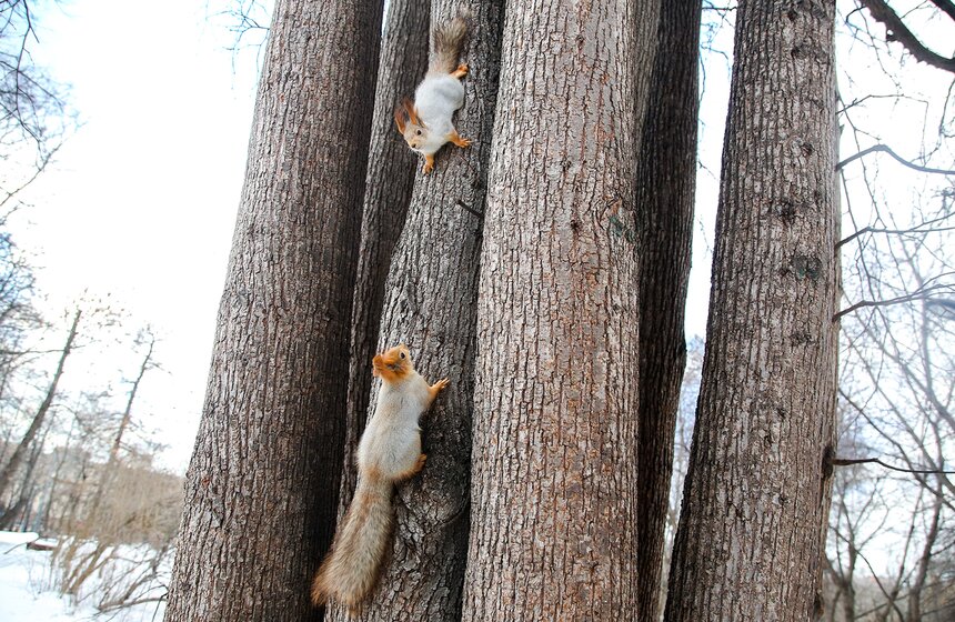 Кто обитает в столичных парках 8 фото