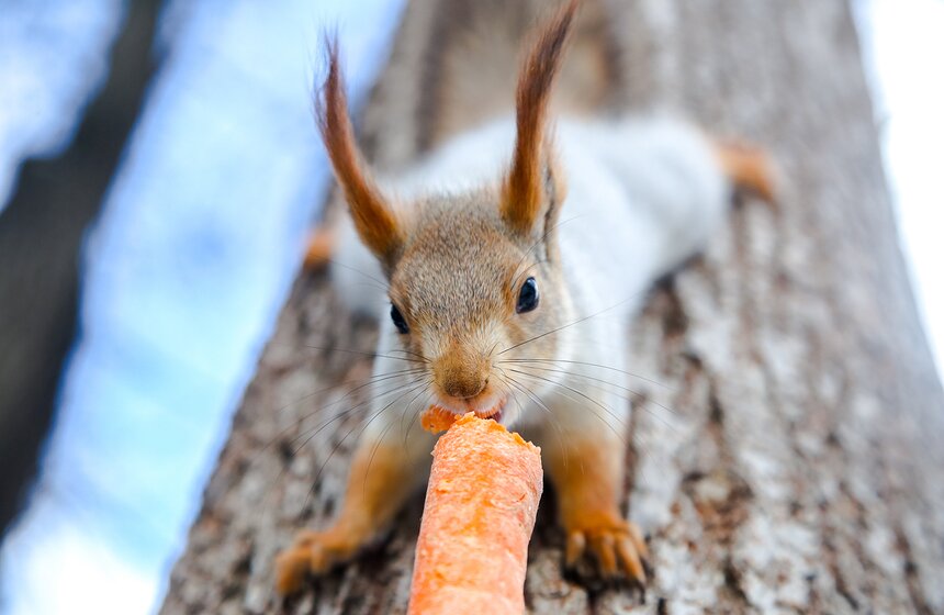 Кто обитает в столичных парках 6 фото