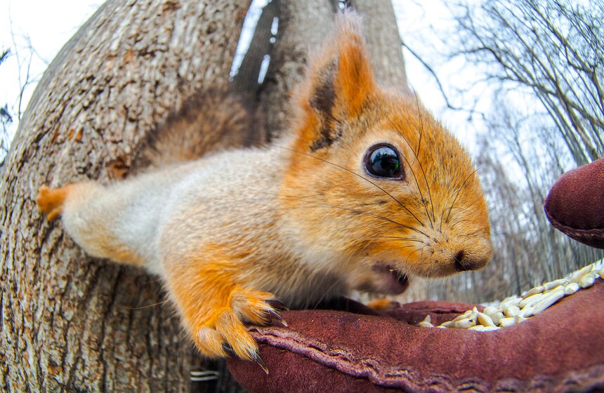 Кто обитает в столичных парках 1 фото