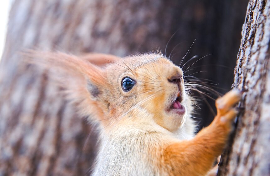 Кто обитает в столичных парках 9 фото