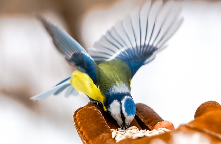 Кто обитает в столичных парках 10 фото