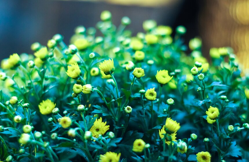 На выставке можно в полной мере насладиться биологической системой