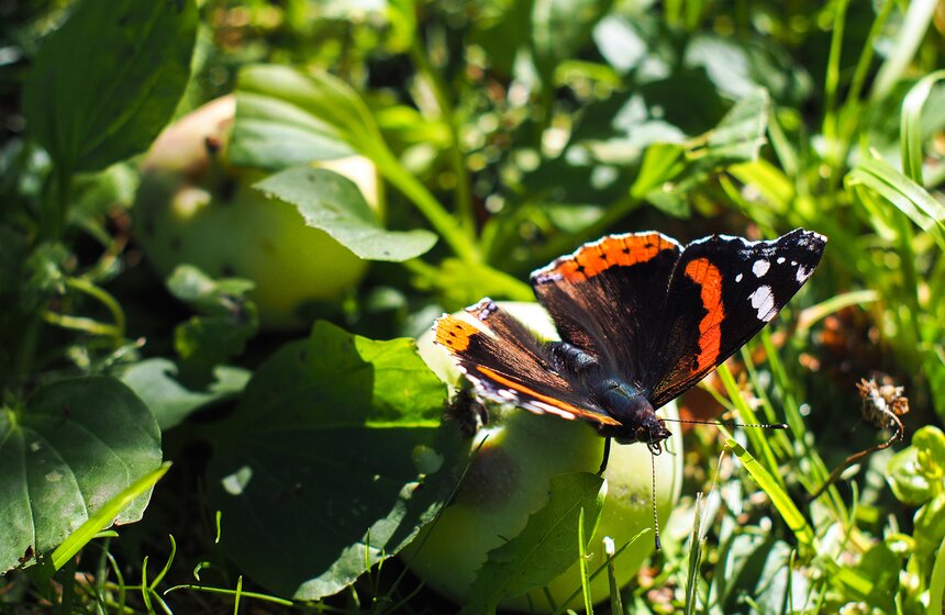 Более всего Адмиралы предпочитают забродившие плоды