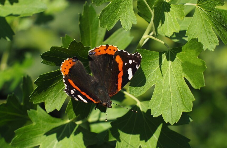 Бабочки Адмирал летают с начала июня до конца сентября