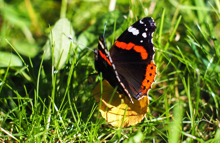 Своим названием бабочка обязана красным полосам, которые расположены на темном фоне крыльев и напоминают лампасы на адмиральском мундире