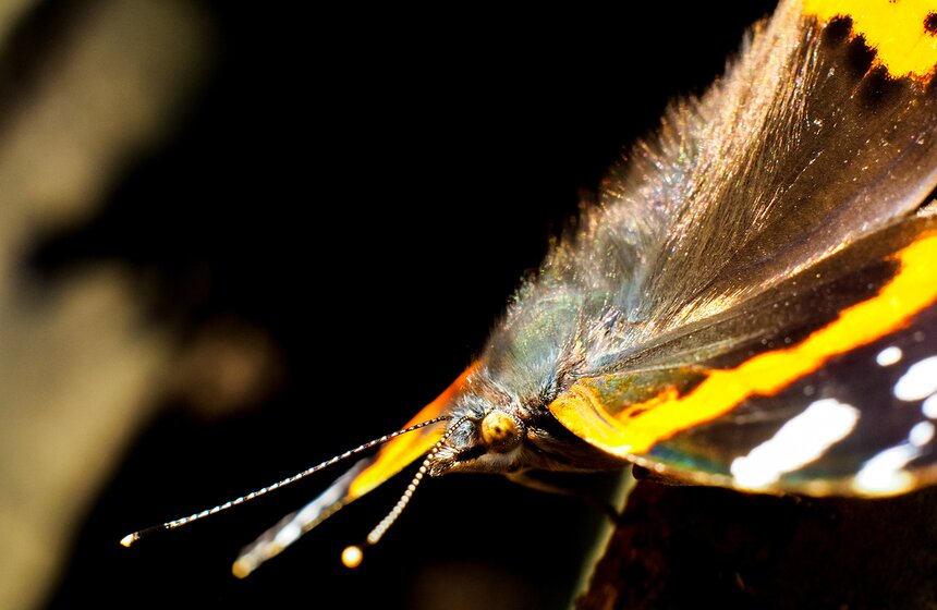 Эти бабочки не очень пугливы, и, если долго стоять и не делать резких движений, они начинают садиться на человека