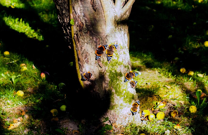 Легкие хрупкие и беззаботные бабочки держатся в стае