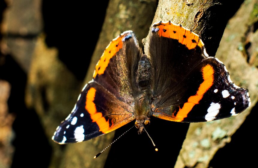 Вид включен в Красную книгу Смоленской области, а ранее был включен и в Красную книгу России