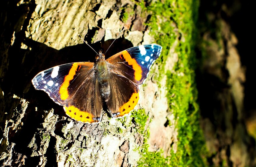Мигирируя в южные страны на зимовку, Адмиралы преодолевают тысячи километров