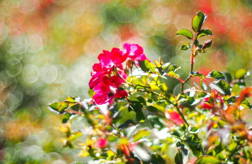 В последние дни лета здесь можно наблюдать буйство красок природы!