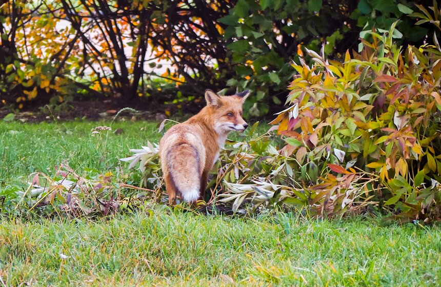 Бабье лето, до свидания! Прогуляемся по волшебному московскому листопаду 9 фото