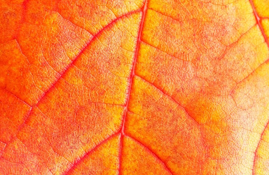 У каждого растения наблюдается своя продолжительность листопада, но сам листопад может наблюдаться в разные сроки в зависимости от погодных условий конца лета и осени