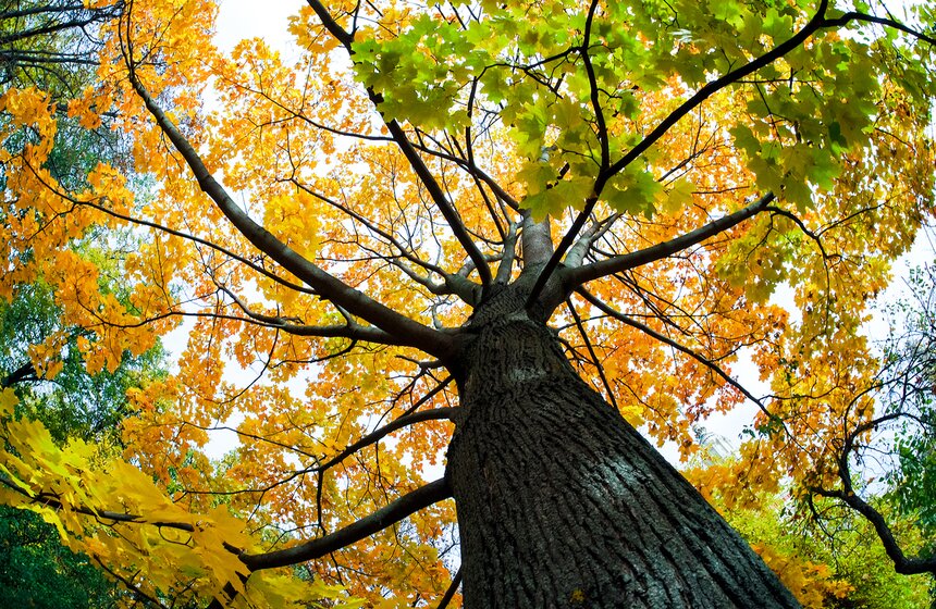 Осень подкрадывается тихо и незаметно. Она наполнена таинственностью и волшебством, воспоминаниями и переживаниями, радостью и грустью, счастьем и красотой